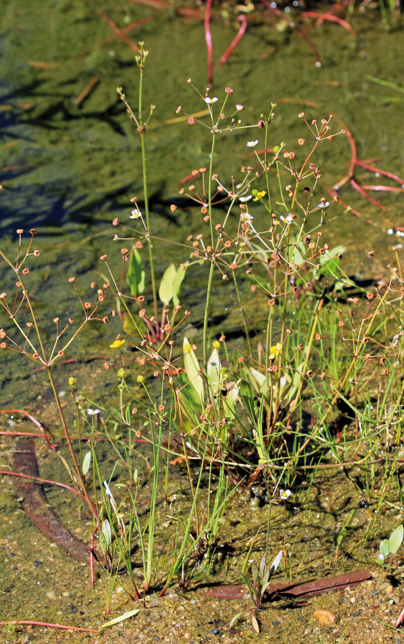 Nahaufnahme einer Grasfroschlöffelpflanze (Alisma gramineum) entlang des Wassers. Ihre schmalen, grasähnlichen Blätter wachsen über die Wasseroberfläche, umgeben von zarten, weißen Blüten.