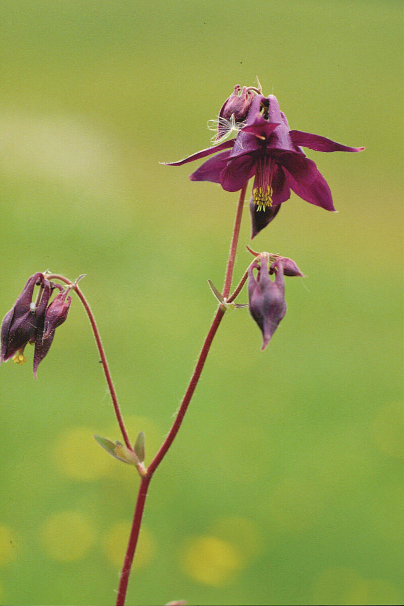 Die Detailaufnahme zeigt die Blüten der Schwarzviolett-Akelei (Aquilegia atrata). Die tiefvioletten Blüten haben spitze, rückwärts gebogene Blütenblätter, die einen auffälligen Kontrast zu den goldgelben Staubgefäßen bieten. Die Blüten wachsen in lockeren Dolden auf einem stabilen, grünen Stängel