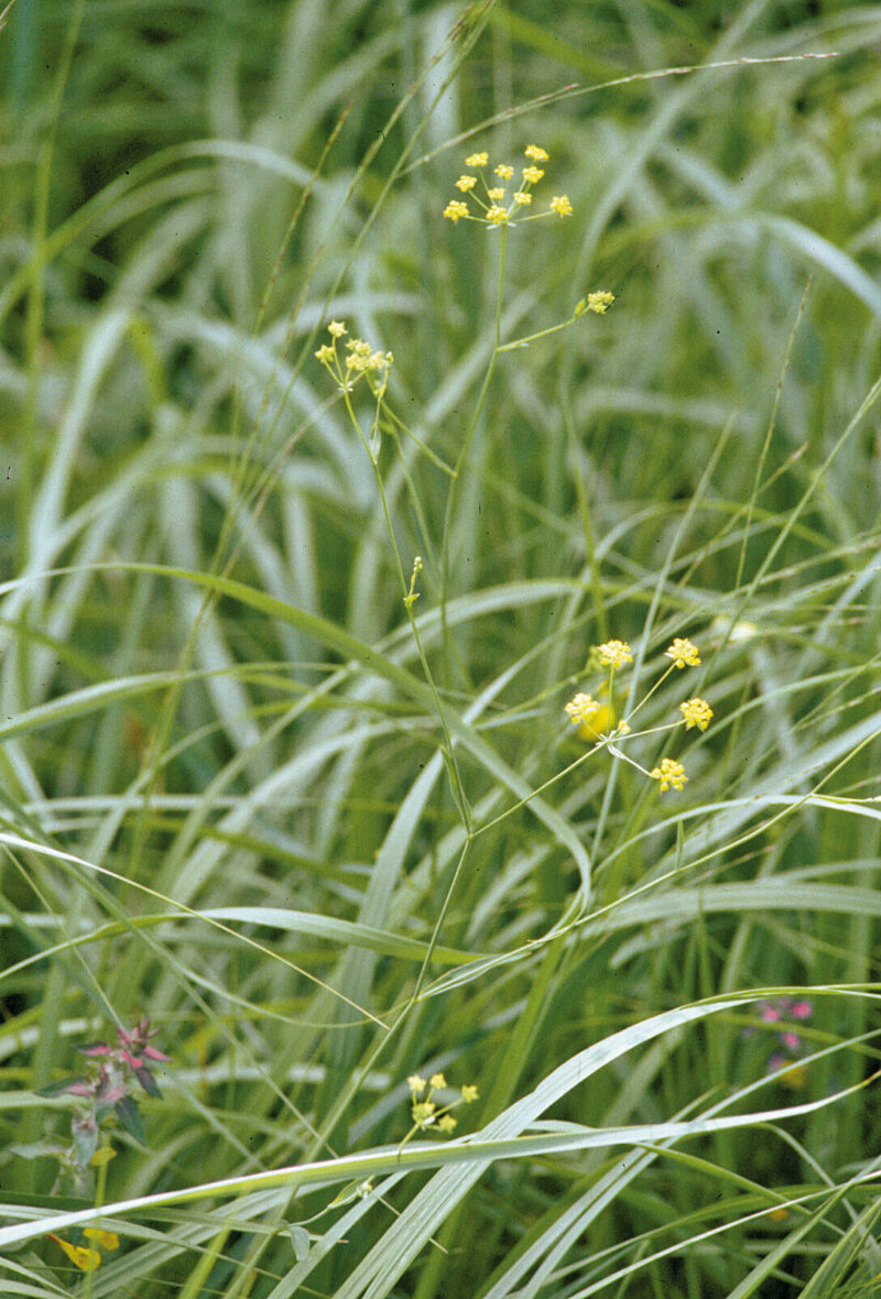 Sichel-Hasenohr mit verzweigtem Stängel und hellgelben Doldenblüten in einer Wiese