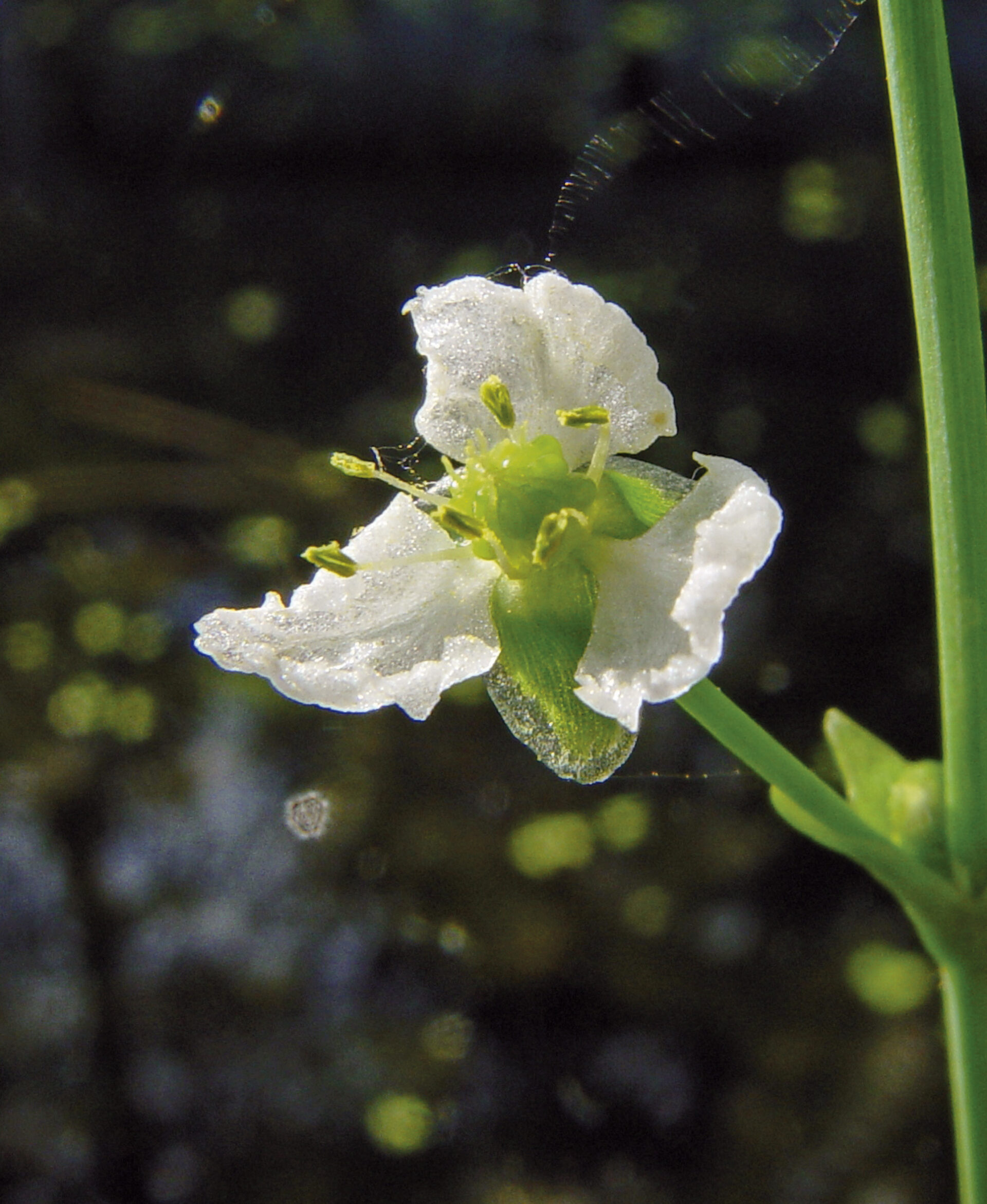 Nahaufnahme einer weißen Blüte der Caldesia parnassiifolia. Die Blüte hat mehrere zarte, weiße Blütenblätter, die sich rund um ein zentrales, gelbes Staubgefäß anordnen. Ein Teil des schlanken Stengels ist ebenfalls sichtbar,