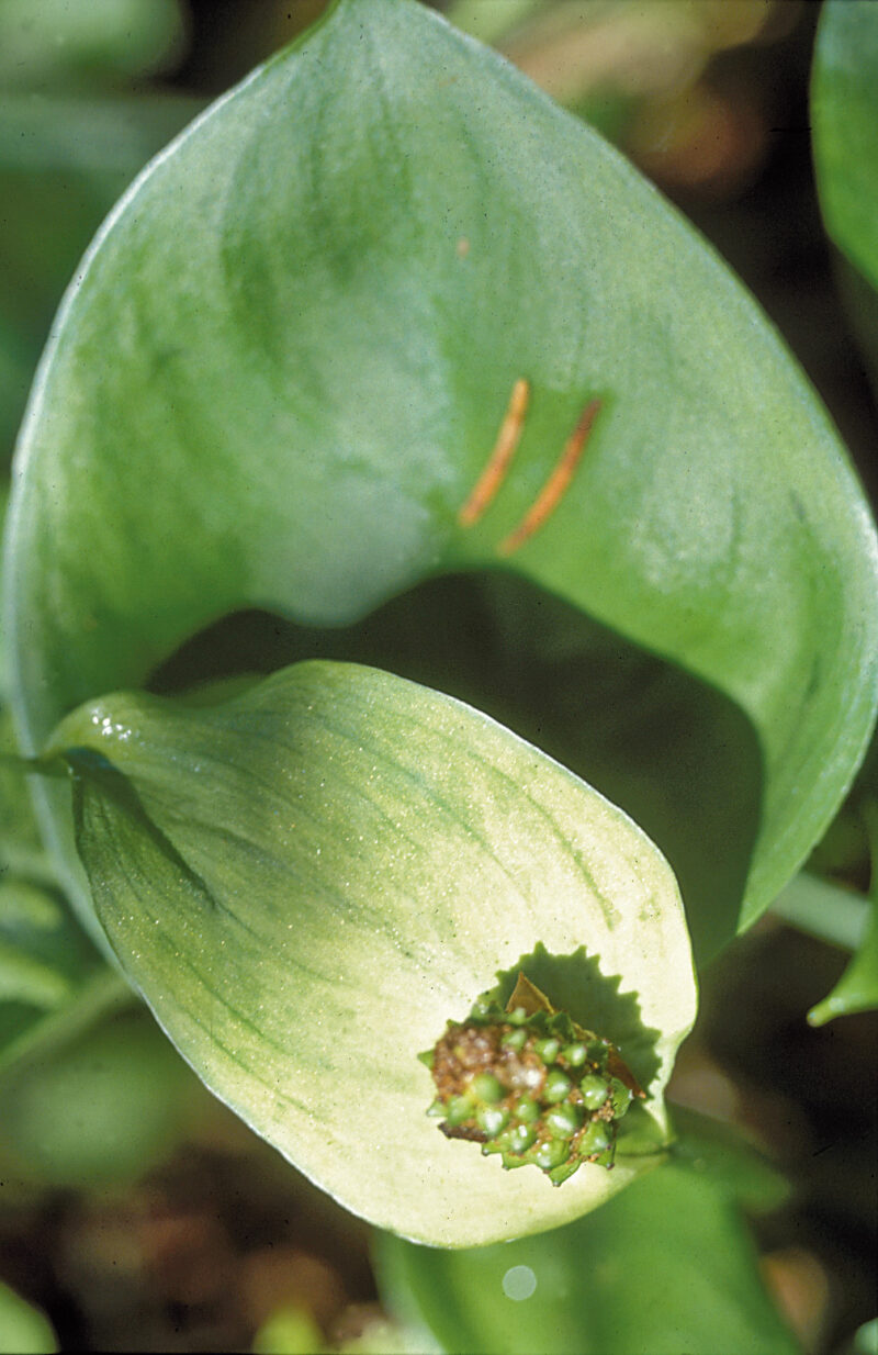 Die Blätter der Drachenwurz sind groß, herzförmig und dunkelgrün mit einer glatten Oberfläche.