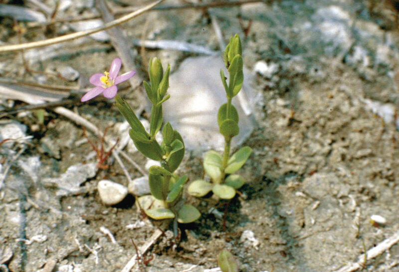zwartrose, sternförmige Blüte mit gelbem Blütenstempel des Klein-Tausendguldenkrauts auf kargem Untergrund