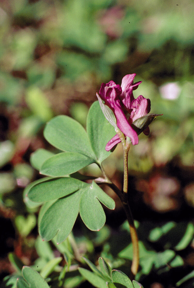 Nahaufnahme der Blüte des Mittleren Lerchensporns (Corydalis intermedia) mit violetten Blüten. Die Blüten haben eine charakteristische unregelmäßige Form mit langen, spitzen Blütenblättern und klar definierten, gefiederten Kelchblättern. Die Blüte sitzt auf einem kurzen Stängel und wird von sattgrünen, gefiederten Blättern umgeben, die der Blüte einen sanften Kontrast bieten.