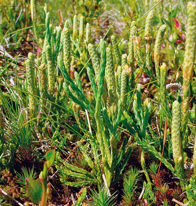 Die Blätter des Voralpen-Flachbärlapps sind schmal, nadelartig und grün, angeordnet in dichten Gruppen. Die Oberfläche der Blätter fühlt sich weich und samtig an. Die Pflanze zeigt kleine, unauffällige Blüten, die in Ähren angeordnet sind und oft gelblich-grünlich erscheinen.