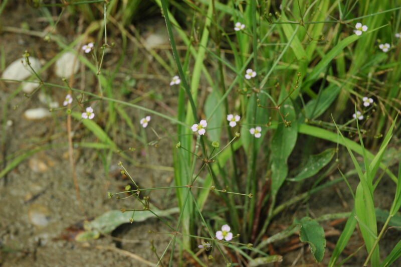 Nahaufnahme von Alisma lanceolatum. Schmale, lanzettliche Blätter in kräftigem Grün wachsen aufrecht aus dem Wasser, umgeben von kleinen, weißen Blüten und schlanken Stengeln.
