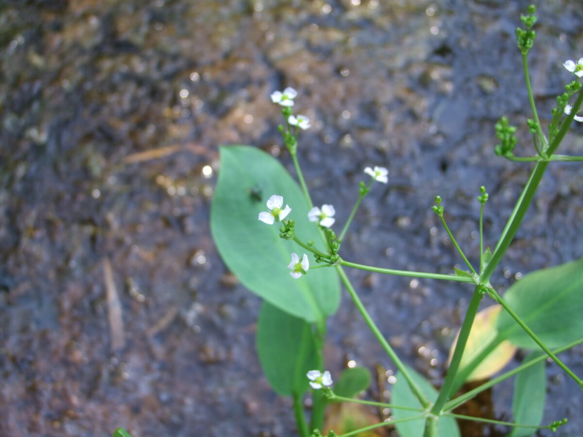 Nahaufnahme einer Blüte der Pflanze Alisma plantago-aquatica. Die sternförmige Blüte ist weiß und hat mehrere zarte Blütenblätter, die sich um ein zentrales, gelbes Staubgefäß gruppieren. Daneben ist ein dickes, glänzendes Blatt zu sehen, das löffelartig wirkt und vollständig auf der Wasseroberfläche liegt. Der schlanke Stengel der Pflanze verankert die Blüte und das Blatt im Wasser