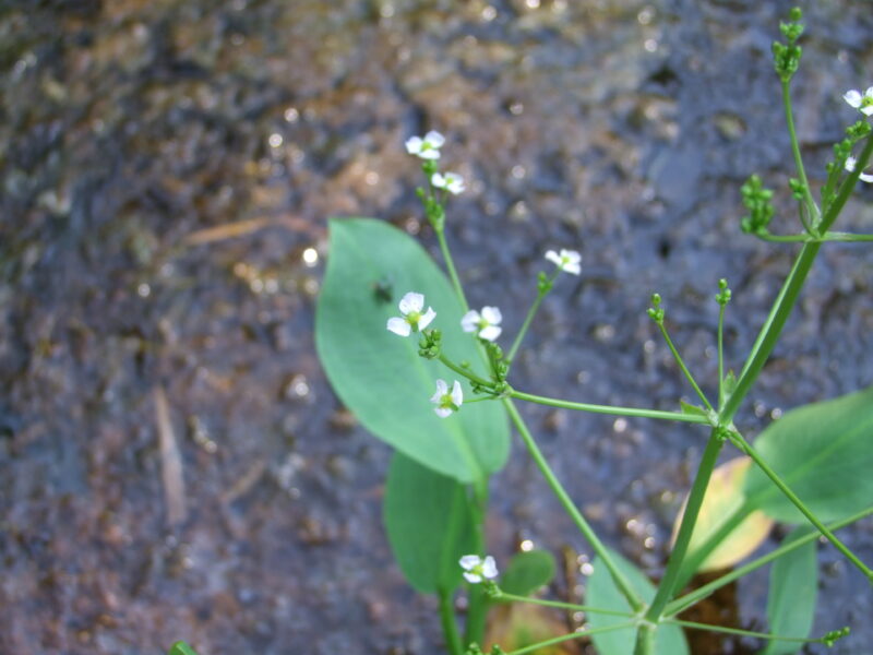 Nahaufnahme einer Blüte der Pflanze Alisma plantago-aquatica. Die sternförmige Blüte ist weiß und hat mehrere zarte Blütenblätter, die sich um ein zentrales, gelbes Staubgefäß gruppieren. Daneben ist ein dickes, glänzendes Blatt zu sehen, das löffelartig wirkt und vollständig auf der Wasseroberfläche liegt. Der schlanke Stengel der Pflanze verankert die Blüte und das Blatt im Wasser
