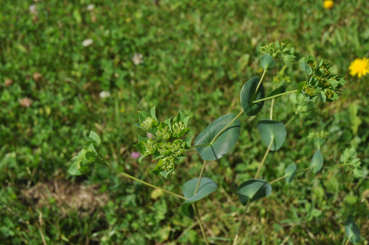 Durchwachs-Hasenohr ist eine grüne Pflanze mit runden, durchwachsenen Blättern und kleinen gelbgrünen Blüten, die am Ende des Stängel zu einer Dolde geformt und von Miniblättern umgeben, sitzen.