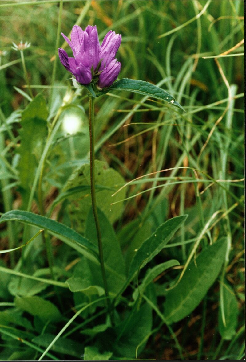 Eine leuchtend violette Blüte der Campanula glomerata in einer Wiese. Die Blüte hat fünf röhrenförmige Blütenblätter und wächst in dichten Trauben. Robuster, behaarter Stängel, über dem Boden lanzettlichen Blätter.
