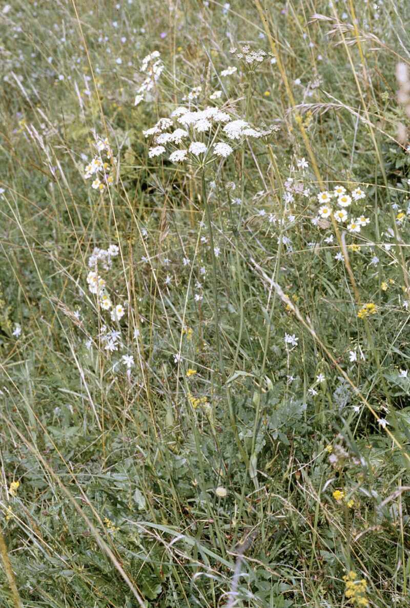 Auf dem aufrechten, vierkantigen Stängel sitzen kleine weiße Blüten, die dicht gedrängte, ährenartige Blütenstände bilden, die sich an der Spitze der Stängel befinden.
