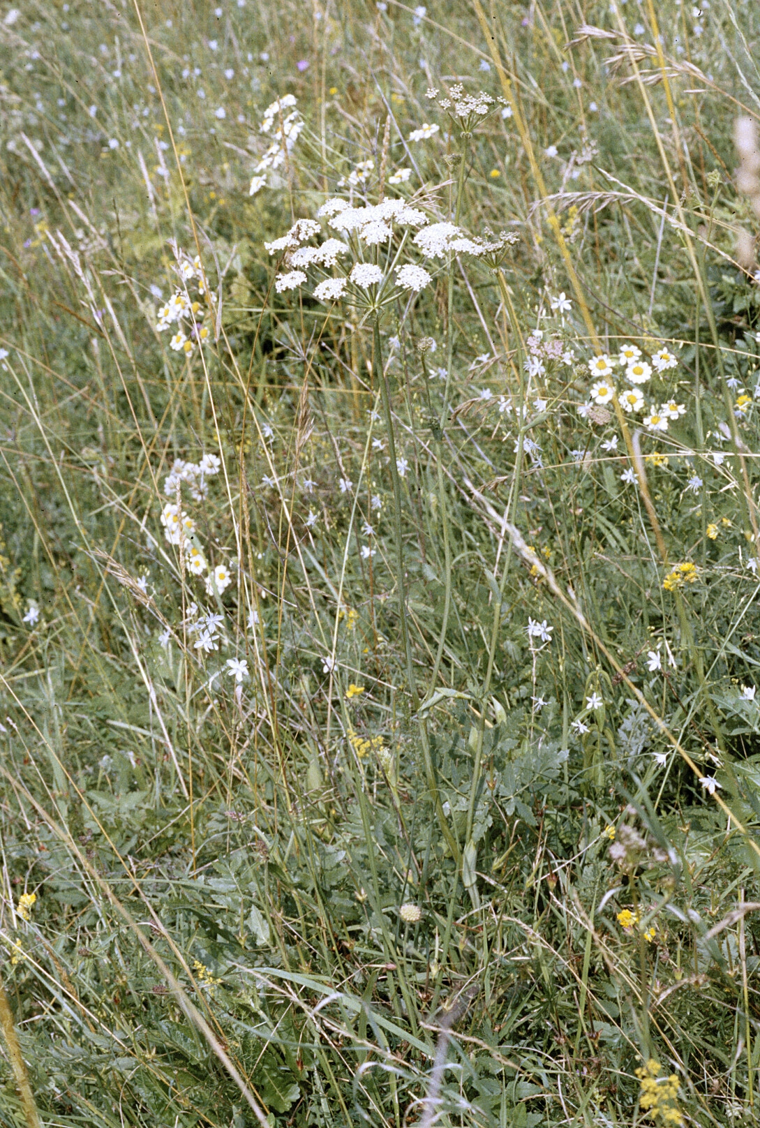 Auf dem aufrechten, vierkantigen Stängel sitzen kleine weiße Blüten, die dicht gedrängte, ährenartige Blütenstände bilden, die sich an der Spitze der Stängel befinden.