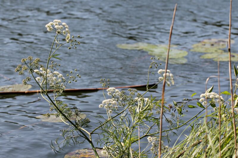 Feine weiße Blüten in Dolden des Wasserschierlings an einem Gewässer