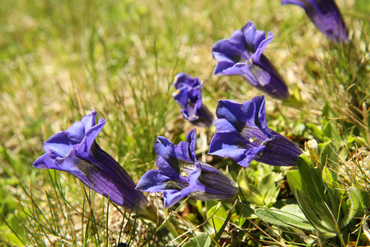 blau-lila trichterförmige Blütenkelche mit gelbem Stempel und gepunkteter Innenseite des Silikat-Glocken-Enzians in einer Wiese