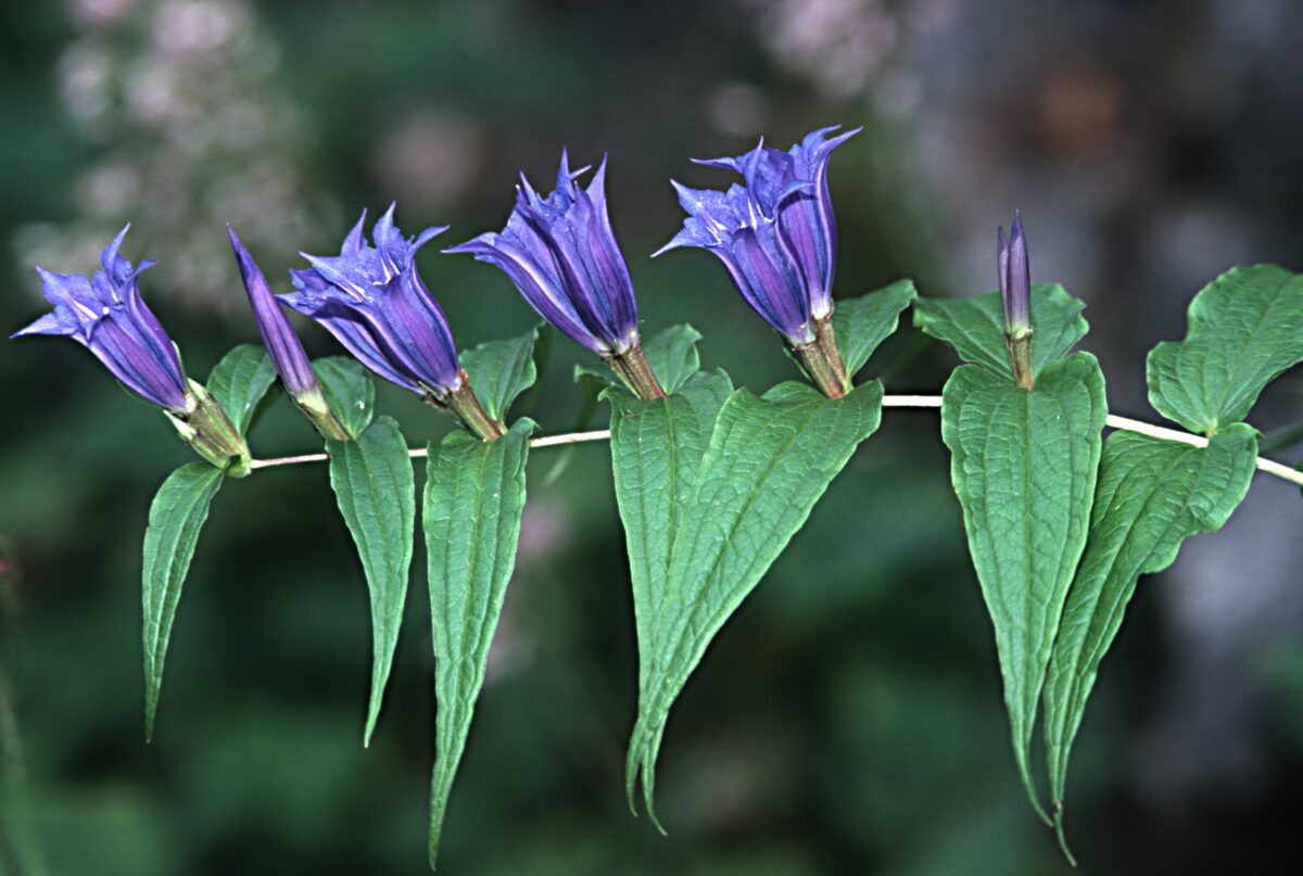 glockenförmige, blau-lila Trichter des Schwalbenwurz-Enzians ragen in die Höhe, die grünen spitzen Blätter zeigen nach unten