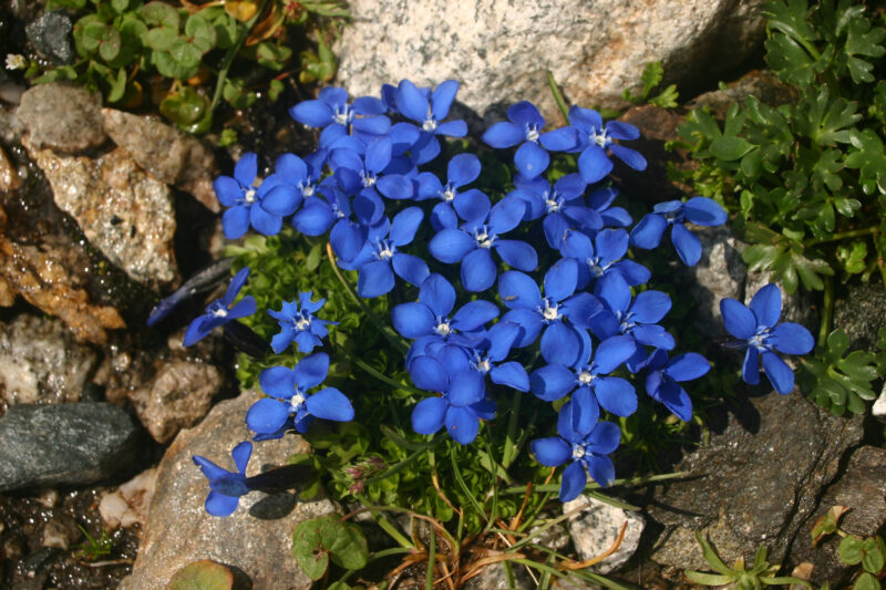 dunkelblaue Blüten des Bayern-Enzians, die an Sterne erinnern mit einem weißen Punkt in der Mitte an einem Bachbeet