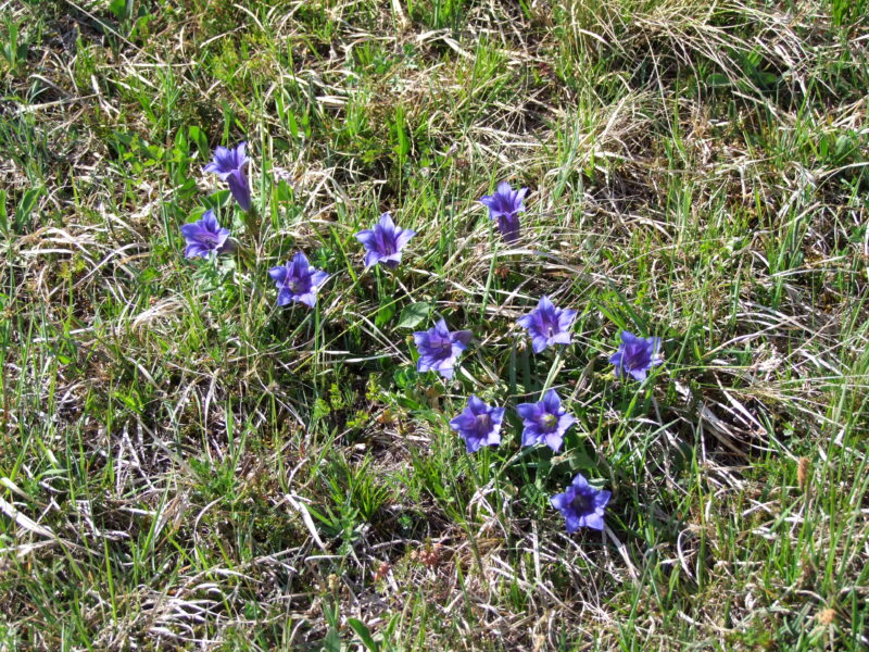 mehrere geöffnete, lilafarbene, glockenförmige Blüten des Kalk-Glocken-Enzians in einer Wiese