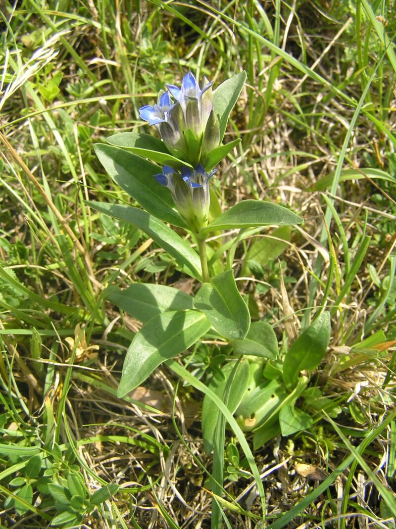 mehrere zartblaue Blüten in Glockenform des Kreuz-Enzians in einer Wiese fotografiert