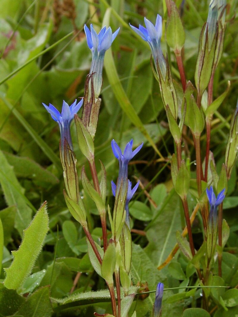 Die Blätter des Schnee-Enzian sind schmal, grün und wachsen in einer Rosette direkt am Boden. Die Pflanze hat auffällige, trumpetförmige Blüten, die leuchtend blau oder violett sind.