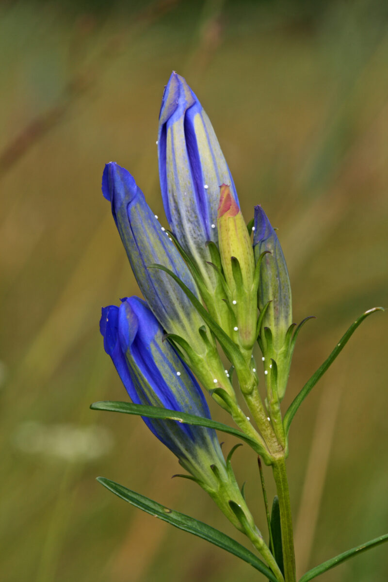 Nahaufnahme der trumpetförmige Blüten des Lungen-Enzians, die leuchtend blau sind