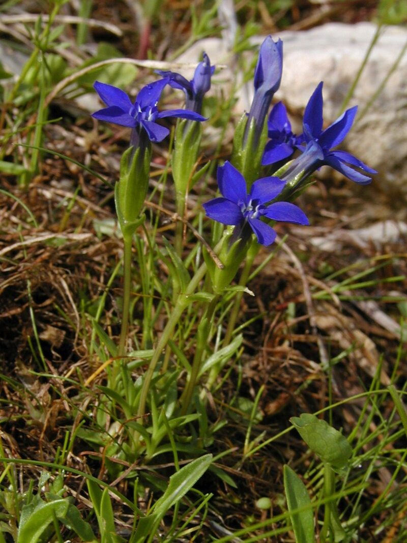 Die Blüten des Niedrig-Enzian sind klein, trumpetförmig und leuchtend blau, oft mit gelben Punkten in der Mitte. Sie wachsen einzeln oder in Gruppen. Die Blätter sind schmal, länglich und grün, und bilden eine dichte Rosette am Boden.