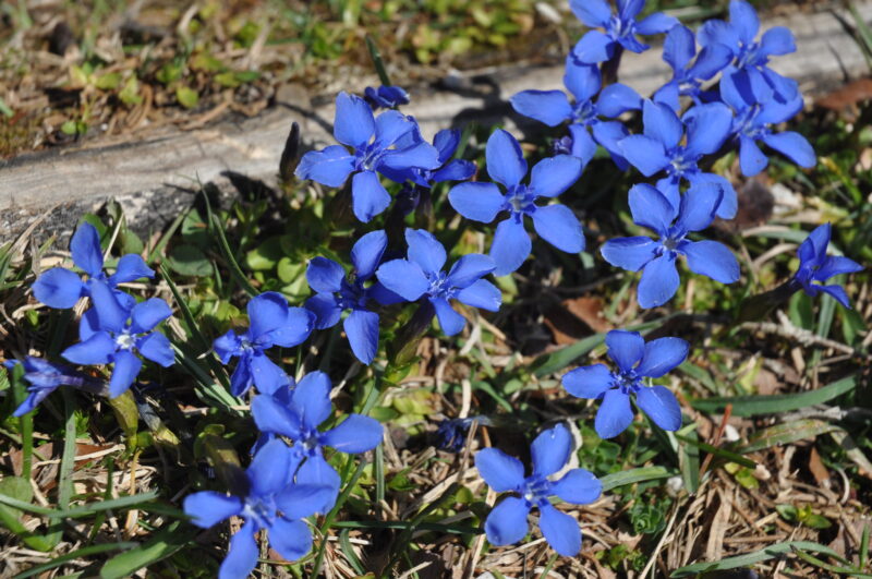 Die Blüten des Frühlings-Enzian sind klein, trumpetförmig und strahlend blau.