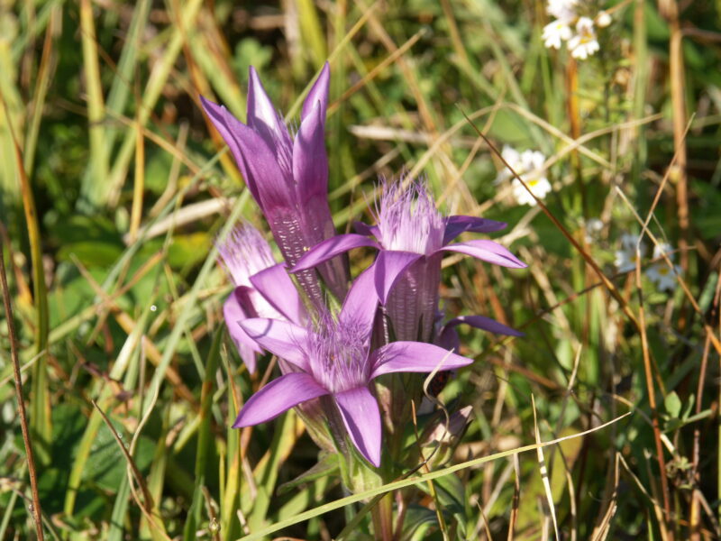Die Blüten des Rau-Kranzenzian sind spitz, sternförmig, ihre Farbe ist ein kräftiges Lila