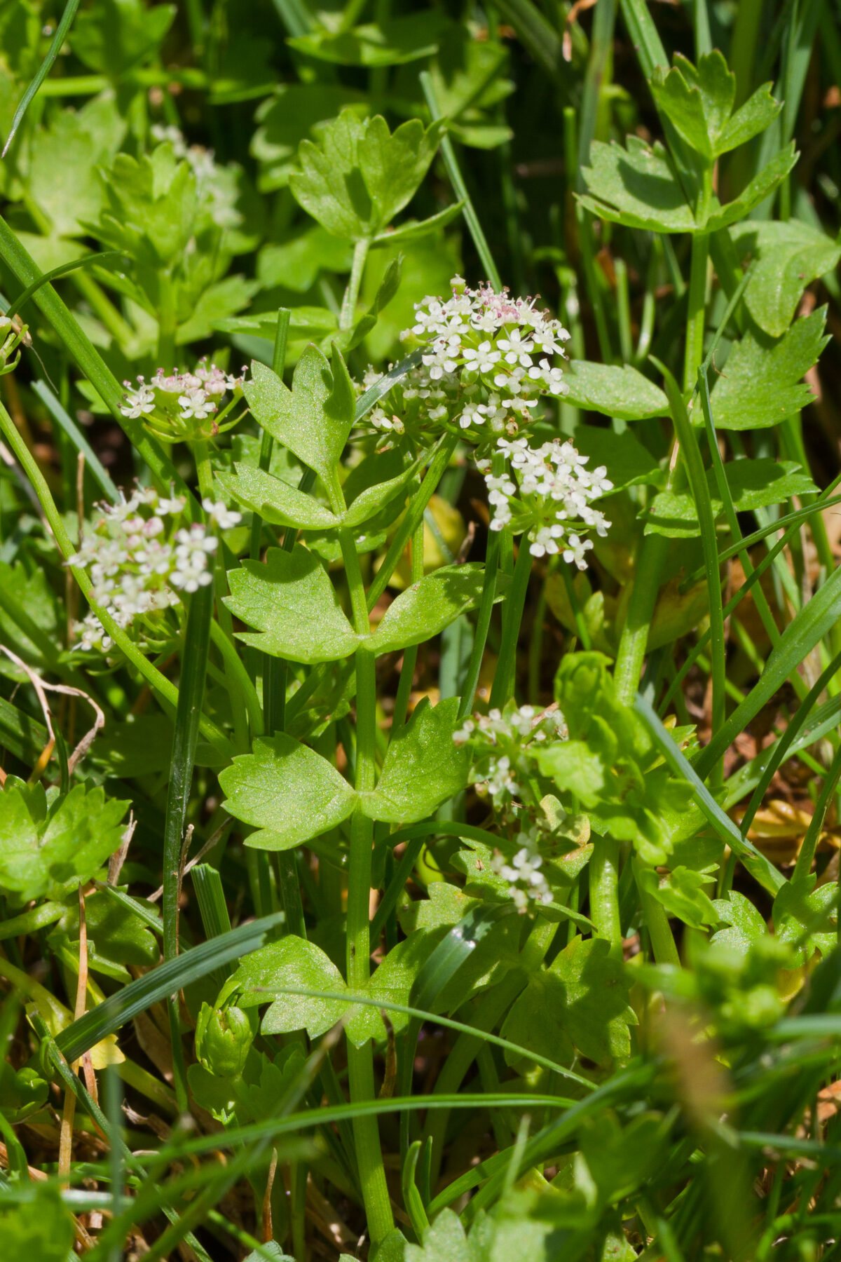 Kleine, sternförmige Blüten des Kriech-Sumpfschirm auf Dolden inmitten von gezackten Blätter am Waldboden