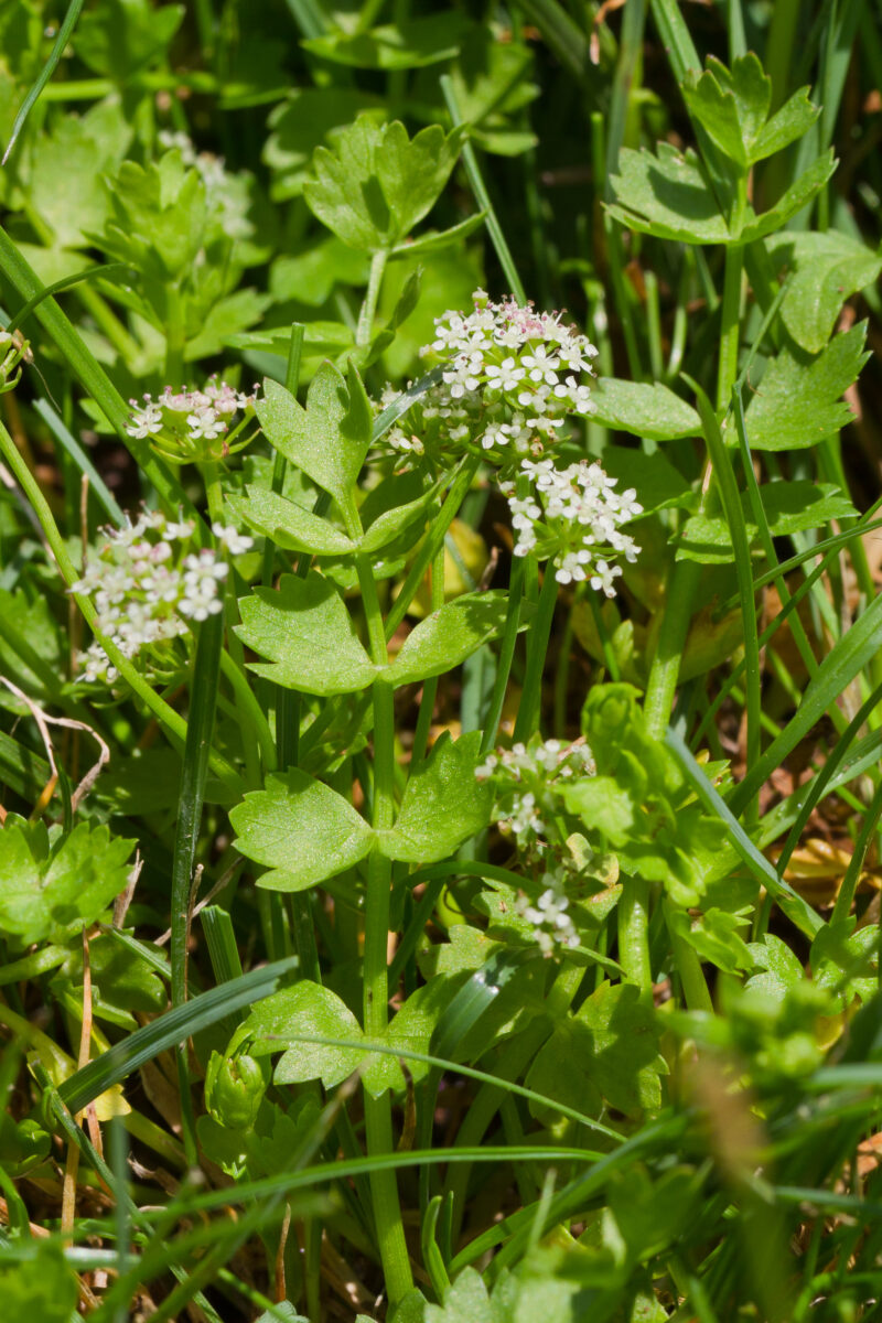 Kleine, sternförmige Blüten des Kriech-Sumpfschirm auf Dolden inmitten von gezackten Blätter am Waldboden