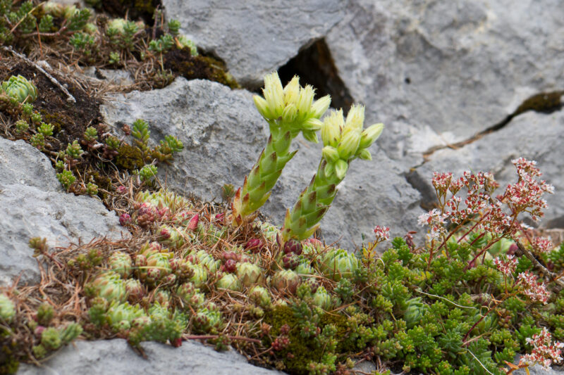 Kurzhaarige Kugel-Fransenhauswurz mit dichten Rosetten und ganz feinen rosa Blüten