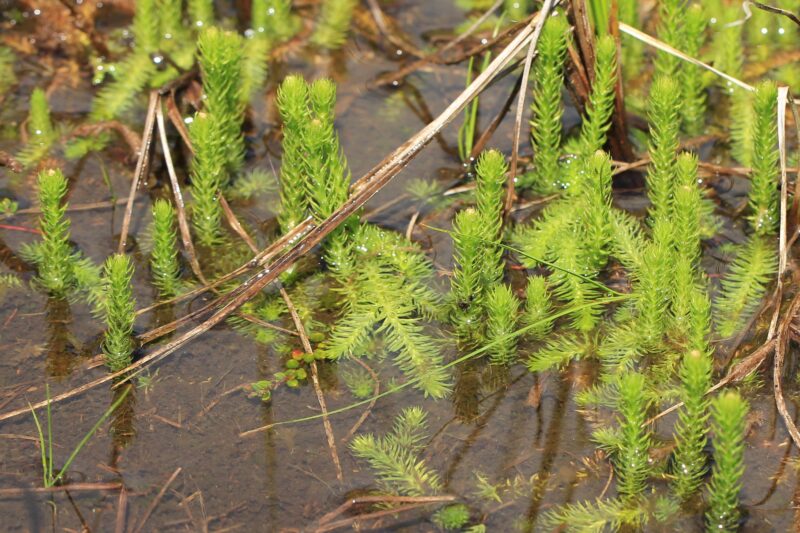 Nahaufnahme des Europa-Moorbärlapps (Lycopodiella inundata), eine niedrigwüchsige Pflanze mit grünen, nadelartigen Blättern im Wasser