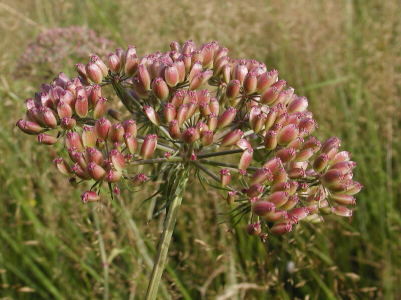 Die Dolde eines Sumpf-Haarstrangs mit grün-roten, an einen Apfelkern erinnernde Form