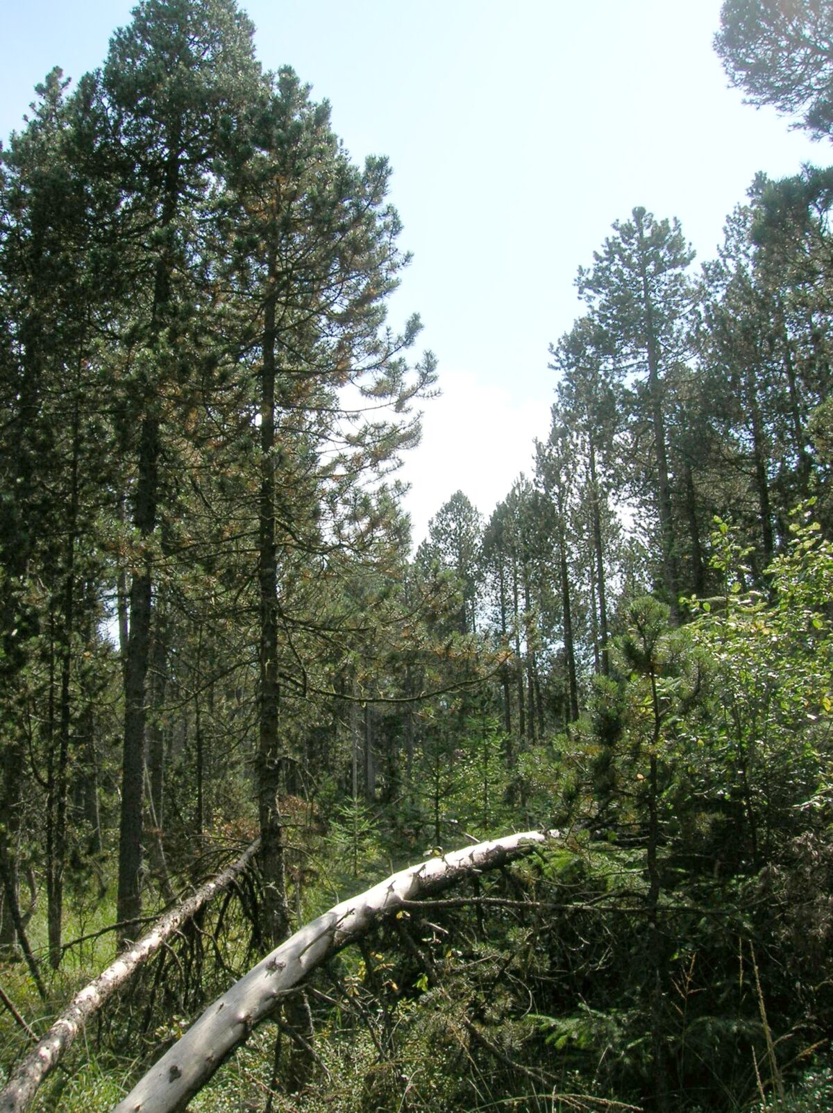 Das Bild zeigt einen Wald mit Moor-Spirke (Pinus x rotundata). Die Bäume haben eine schlanke, aufrechte Wuchsform mit einer Höhe von bis zu 20 Metern.