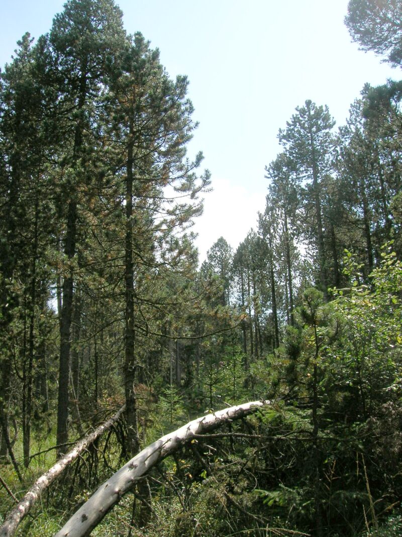 Das Bild zeigt einen Wald mit Moor-Spirke (Pinus x rotundata). Die Bäume haben eine schlanke, aufrechte Wuchsform mit einer Höhe von bis zu 20 Metern.