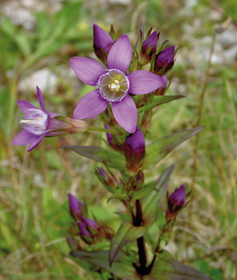 Die Blüten des Rätisch-Kranzenzians (Gentianella rhaetica) haben ein helles Lila. Die 5 Blütenblätter sind in Form eines Sterns um einen zarten weißen Kreis in der Mitte angeordnet und sitzen an der Spitze der Pflanze.