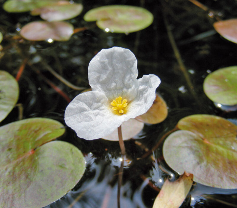 Das Bild zeigt eine Nahaufnahme des Europa-Froschbiss (Hydrocotyle vulgaris) im Wasser. Im Vordergrund des Bildes sind die charakteristischen, runden weißen Blätter deutlich zu erkennen, die auf dünnen, langen Stängeln, die aus dem Wasser emporragen, sitzen. Einige Blätter sind teilweise vom Wasser umgeben. Im Hintergrund sind die herzförmigen grünen Blätter zu sehen, die von rötlichen Blattadern durchzogen sind.