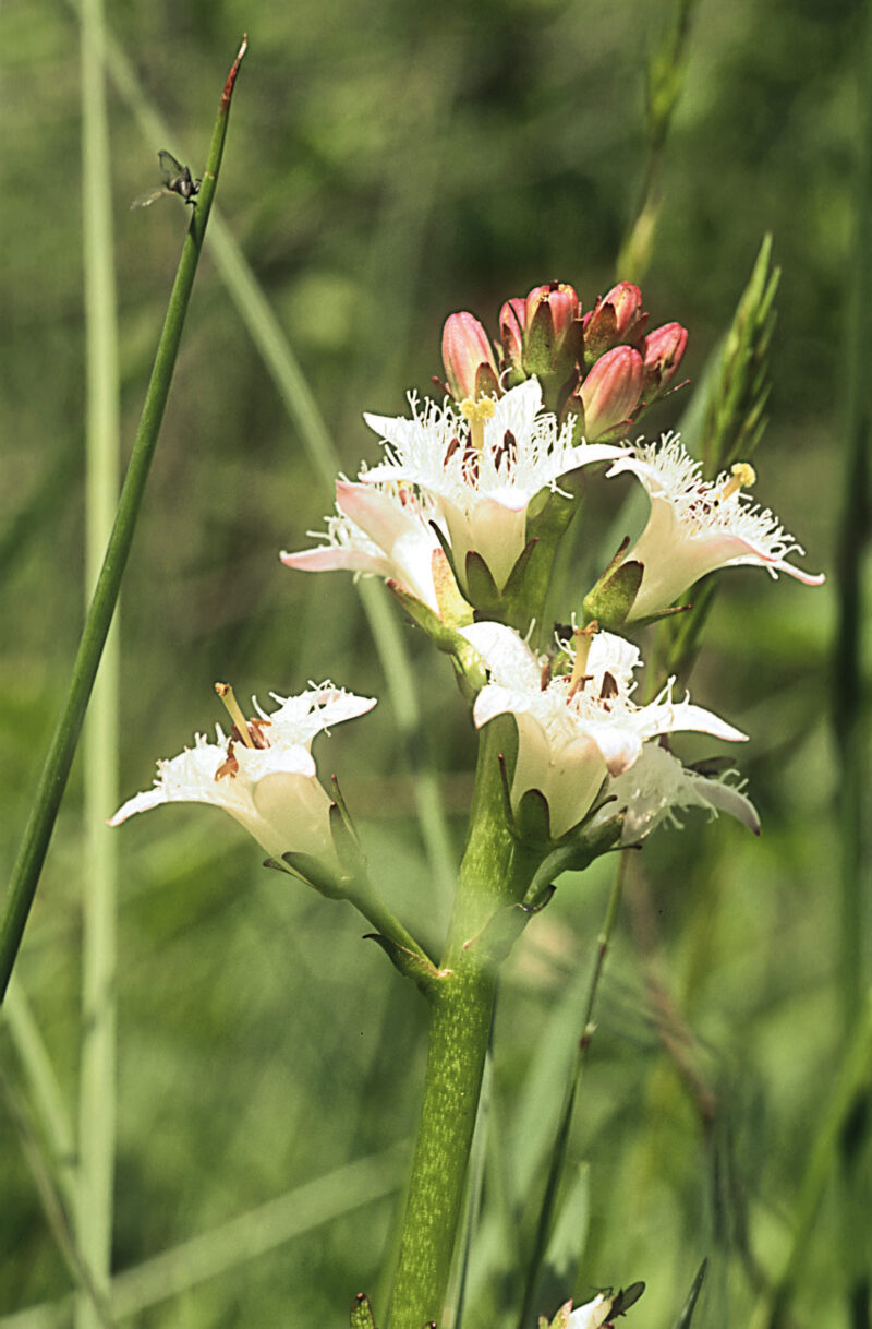 Nahaufnahme von Bitterklee, einer kleinen Pflanze mit zarten, dreiteiligen Blättern und kleinen, weißen oder rosafarbenen Blüten