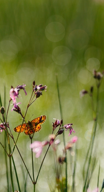 Ein Schmetterling auf einem Grashalm