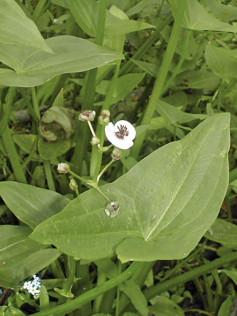 Detailaufnahme einer Blüte des gewöhnlichen Pfeilkrauts - Sagittaria sagittifolia. Die weiße Blüte hat drei hervorgehobene Blütenblätter, ein großes, pfeilförmiges Blatt ist im Hintergrund sichtbar.