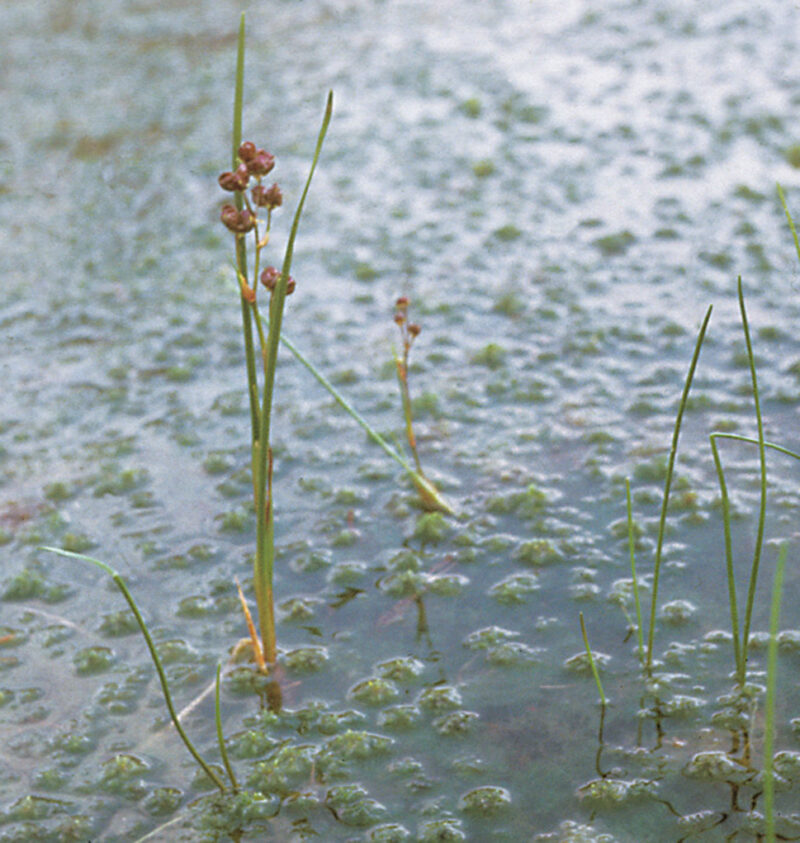 Blasensimse mit schmalen, grasartigen Blättern und kleinen, rötlichen Blüten im Wasser