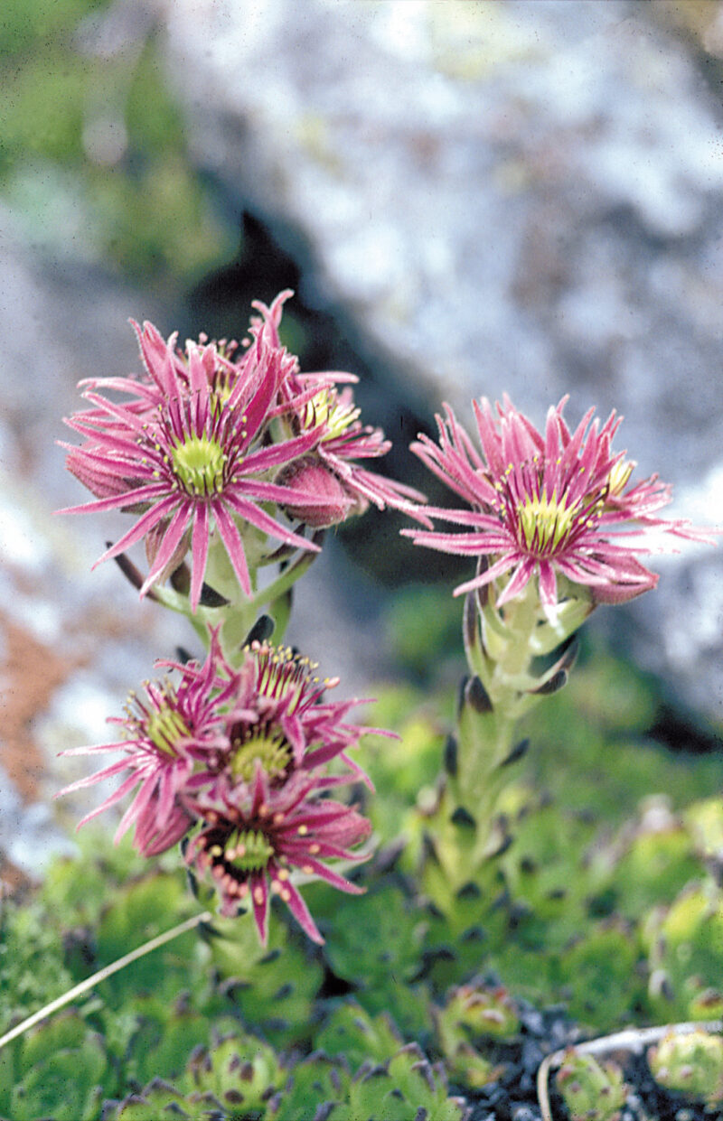 Steirische Berg-Hauswurz mit dichten Rosetten und magenta-farbenen, sehr spitzen Blüten mit einer hellgrünen Mitte.