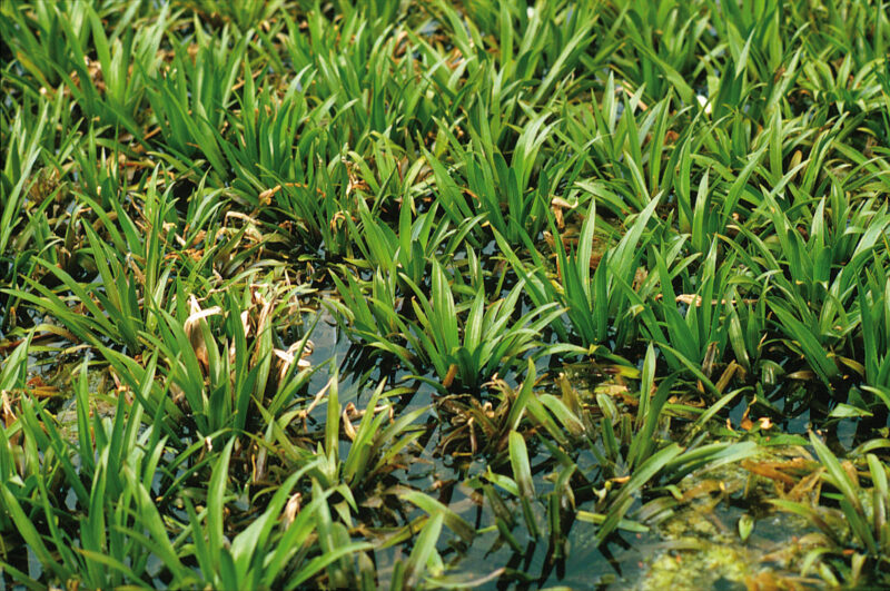 Das Foto zeigt Pflanzen der Art Krebsschere (Stratiotes aloides), eine Wasserpflanze, die in ruhigen Gewässern wächst. Im Vordergrund sind die charakteristischen, langen, schmalen Blätter der Krebsschere zu sehen. Diese Blätter sind grün und formieren sich fächerförmig, wobei sie aus einer zentralen Rosette herauswachsen. Die Blätter haben eine glänzende Oberfläche, die das Licht widerspiegelt
