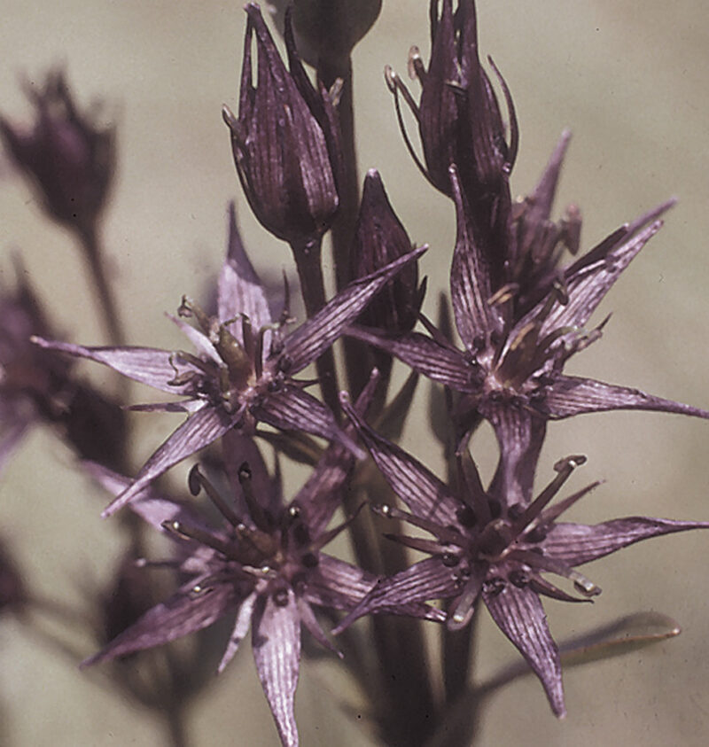 Nahaufnahme der Blüte des Sumpf-Tarants (Lytrum salicaria), die aus röhrenförmigen, purpurfarbenen Blüten besteht. Die Blüten sind dicht angeordnet und bilden einen langen, aufrechten Blütenstand. Die einzelnen Blüten haben ausgefranste Ränder und zeigen auffällige Staubgefäße, die umgebenden grünen Blätter sind schmal und länglich.