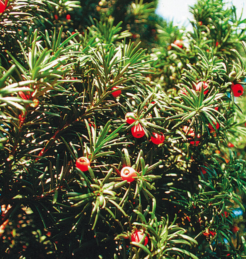 Foto der Europa-Eibe mit den stachelig grünen Nadeln der Eibe und roten Beeren