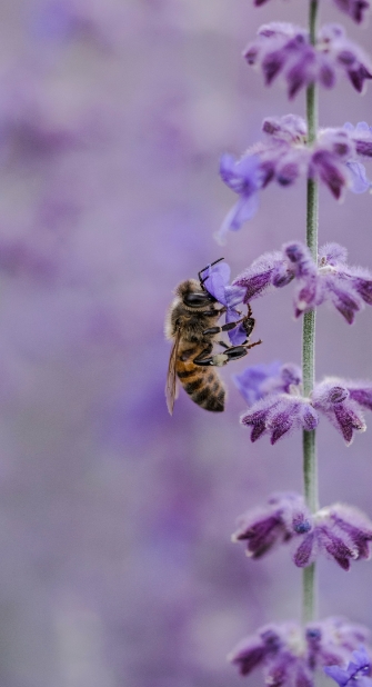 Eine Biene sitzt auf einer violetten Blüte