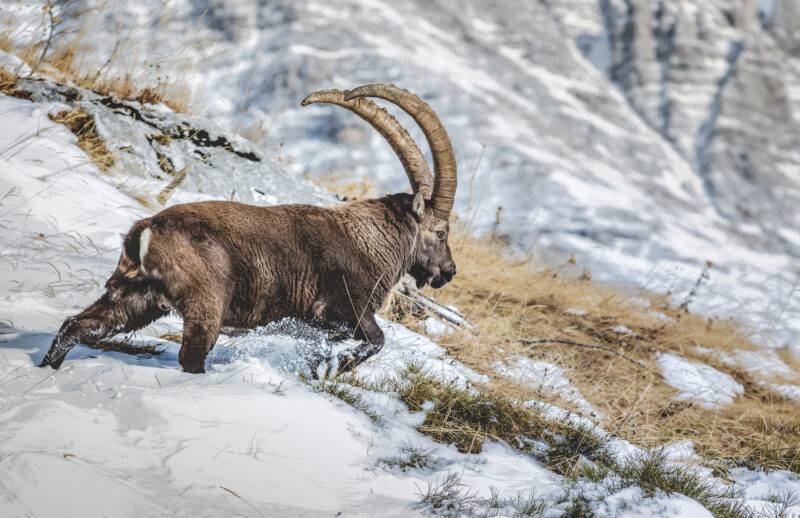 Der Alpensteinbock - ein geschickter Kletterer