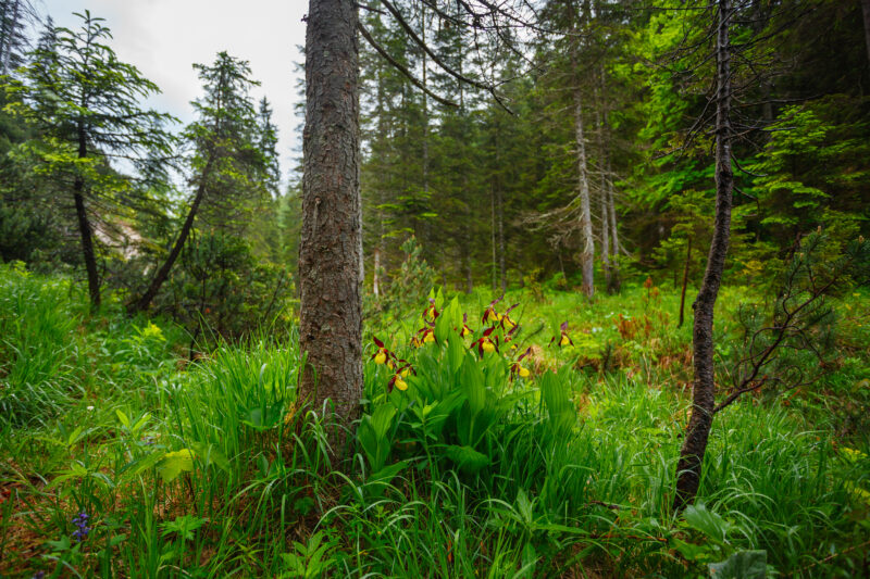 Orchideengewächse Gelb-Frauenschuh im Wald