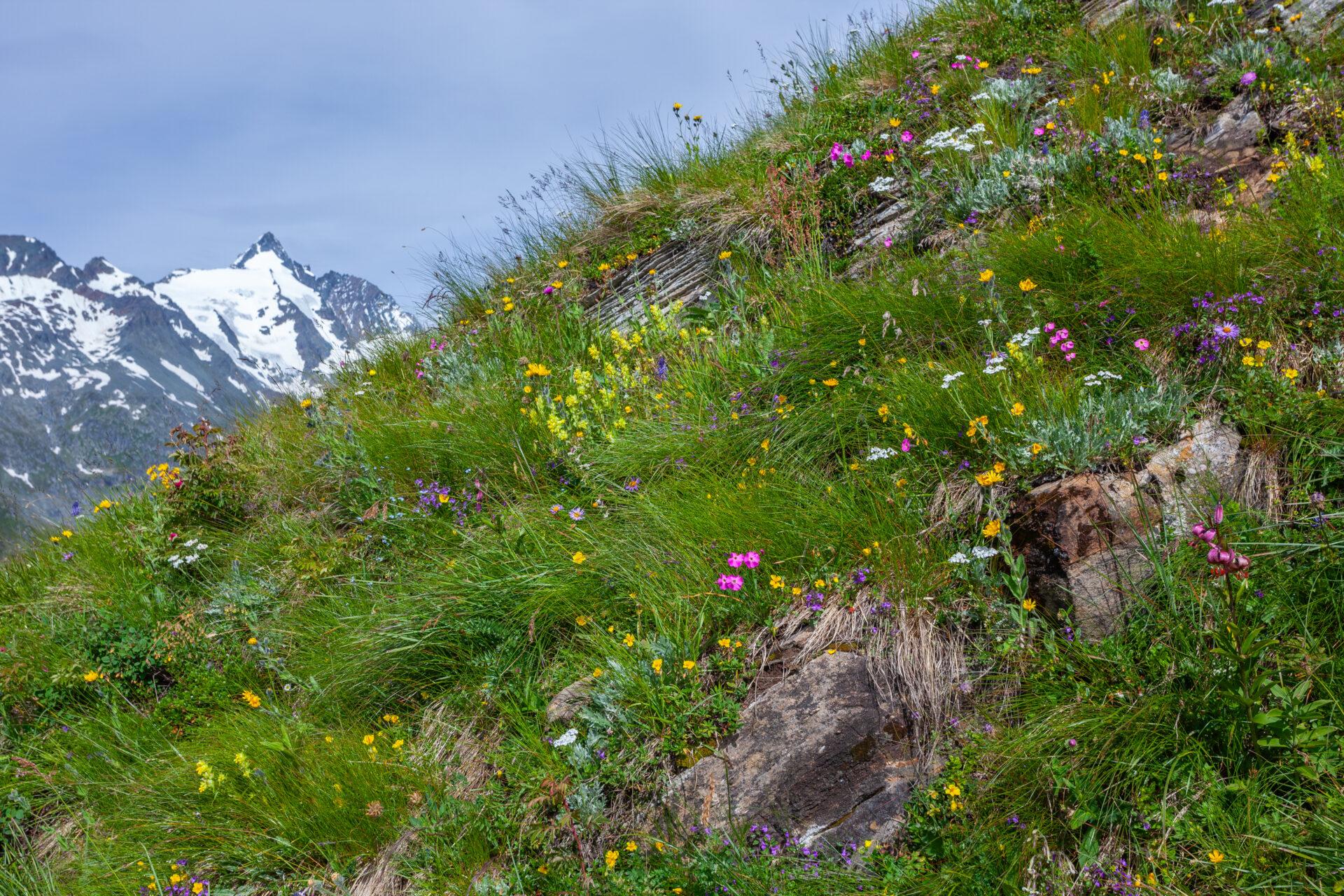 Bergwiese mit Wildblumen