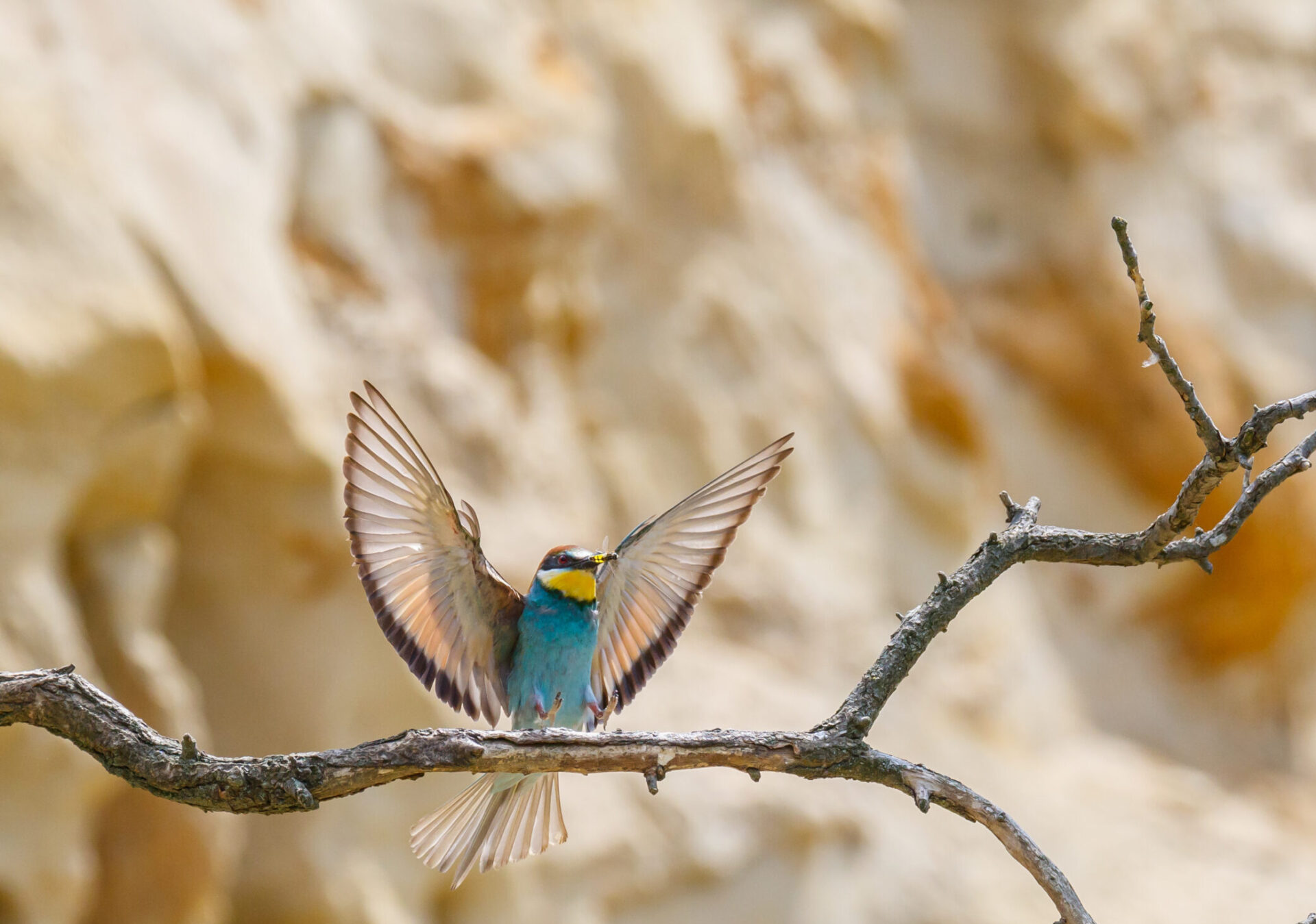 Eisvogel im Landeanflug auf Ast vor Abbruchkante