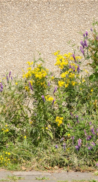 Blühende Gräser an einer Hausmauer