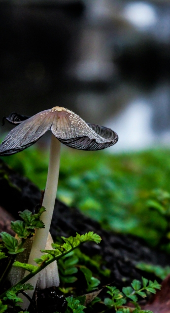 Ein Pilz im Wald